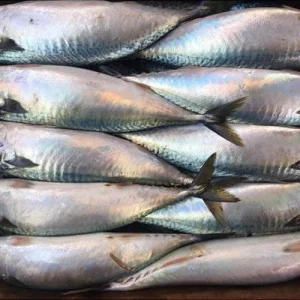 Atlantic Mackerel